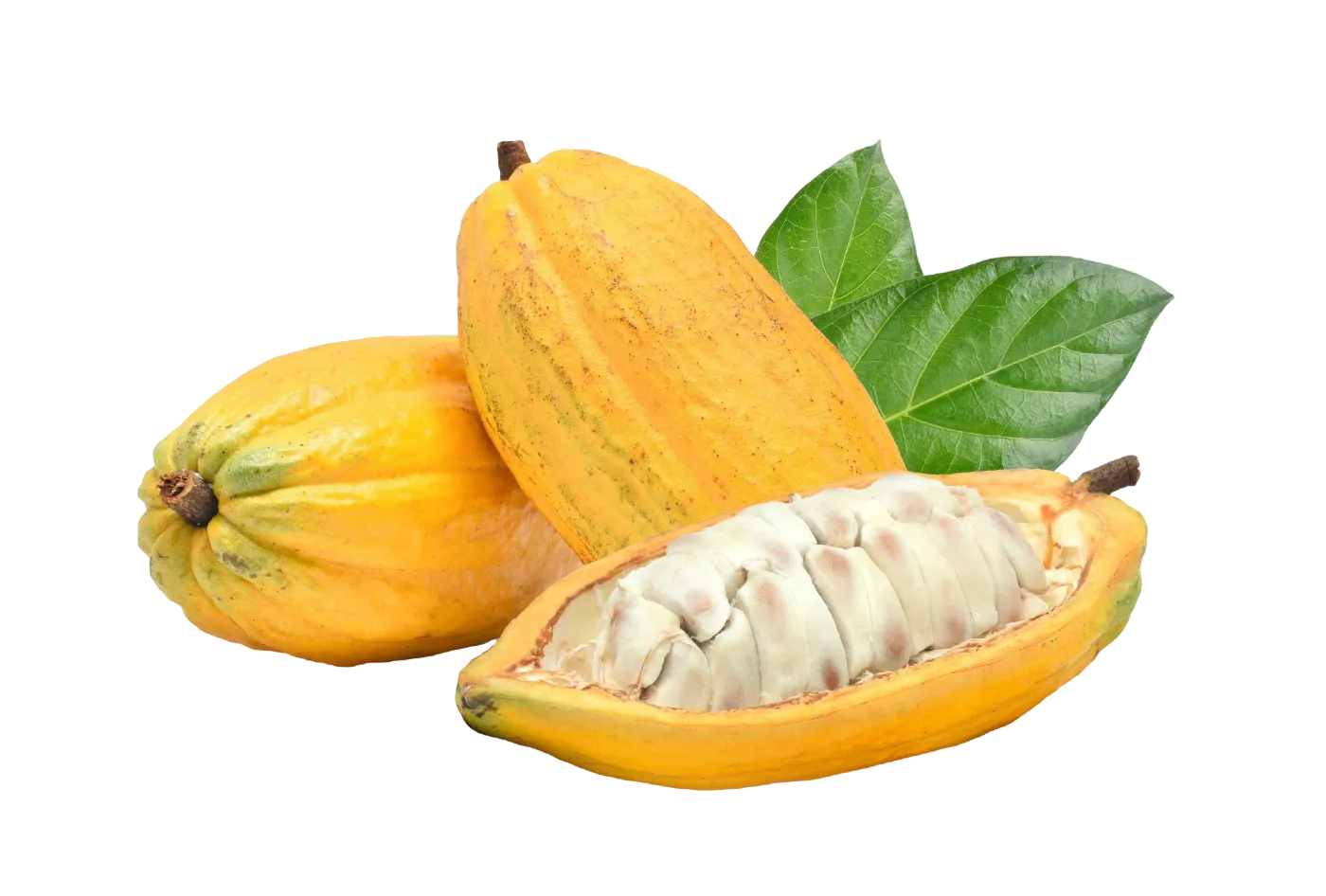 Frutos de cacau frescos, matéria-prima da Cacau Loko